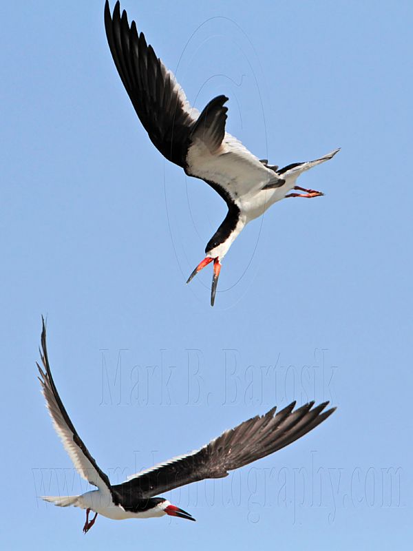 _MG_2568 Black Skimmer.jpg