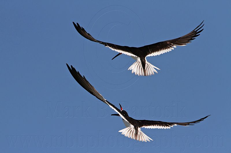 _MG_2734 Black Skimmer.jpg