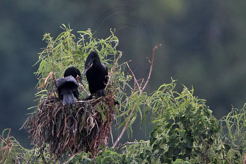 _MG_7993 Neotropic Cormorant.jpg