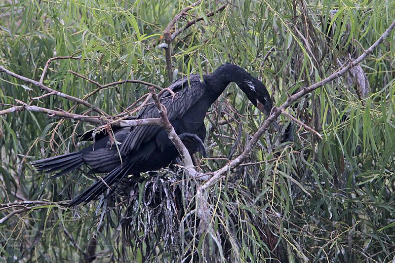 _MG_8085 Neotropic Cormorant.jpg