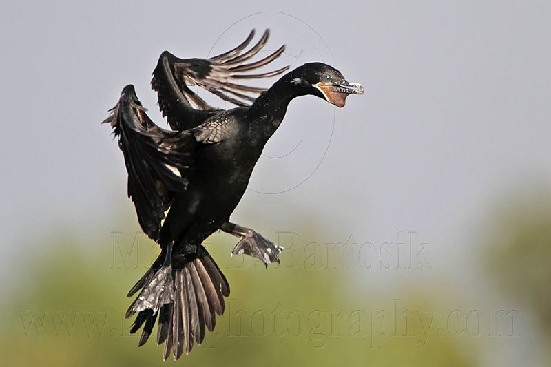 _MG_5190 Neotropic Cormorant.jpg