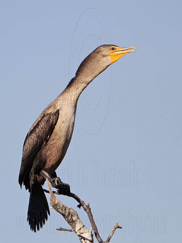 _MG_5687 Double-crested Cormorant.jpg