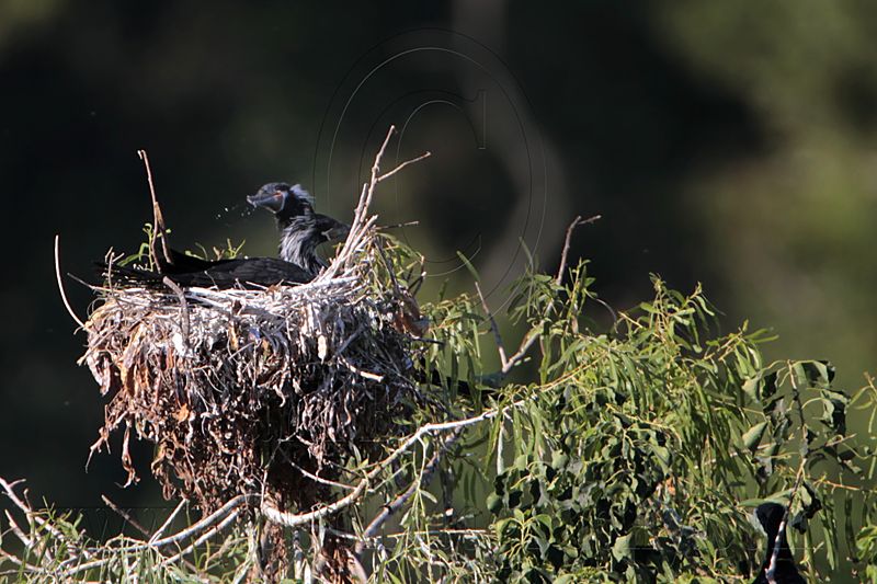 _MG_4916 Neotropic Cormorant.jpg