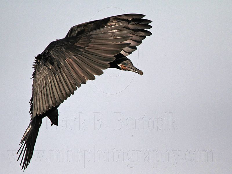 _MG_5123 Neotropic Cormorant.jpg