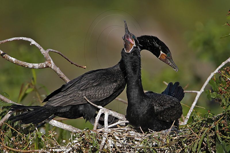 _MG_5285 Neotropic Cormorant.jpg