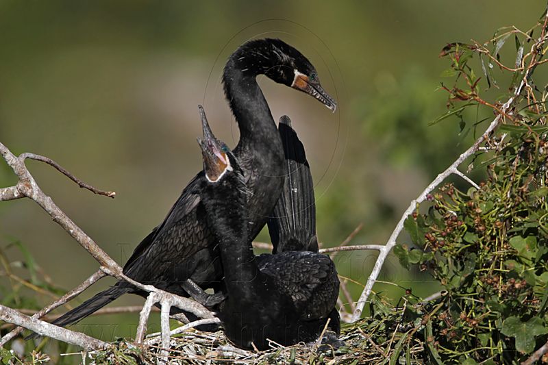 _MG_5307 Neotropic Cormorant.jpg
