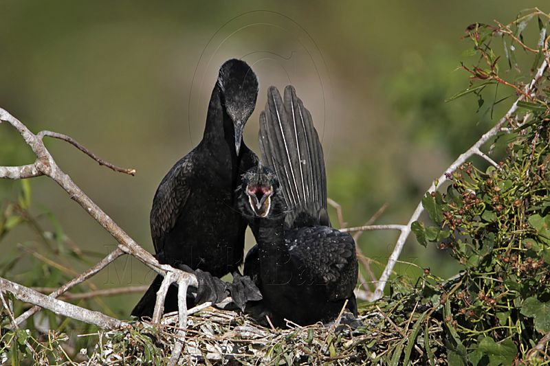 _MG_5323 Neotropic Cormorant.jpg