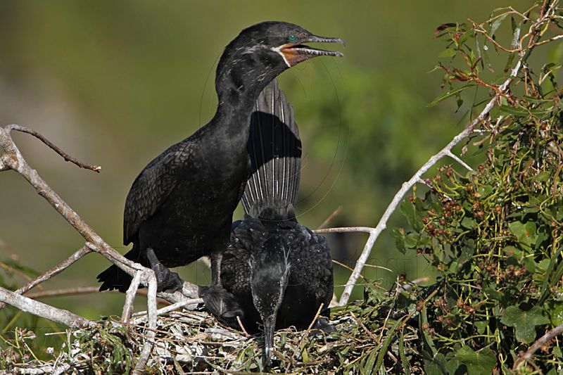_MG_5352 Neotropic Cormorant.jpg
