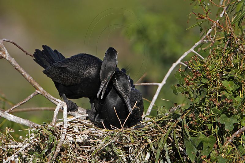 _MG_5359 Neotropic Cormorant.jpg