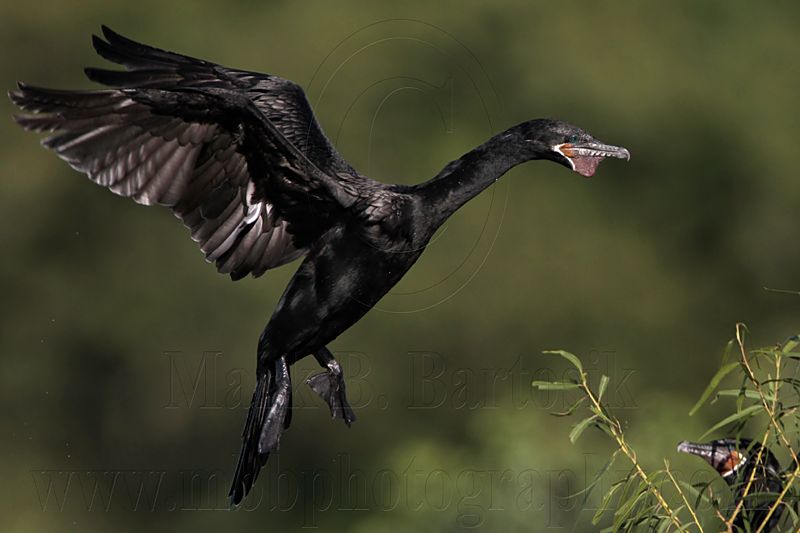_MG_5523 Neotropic Cormorant.jpg