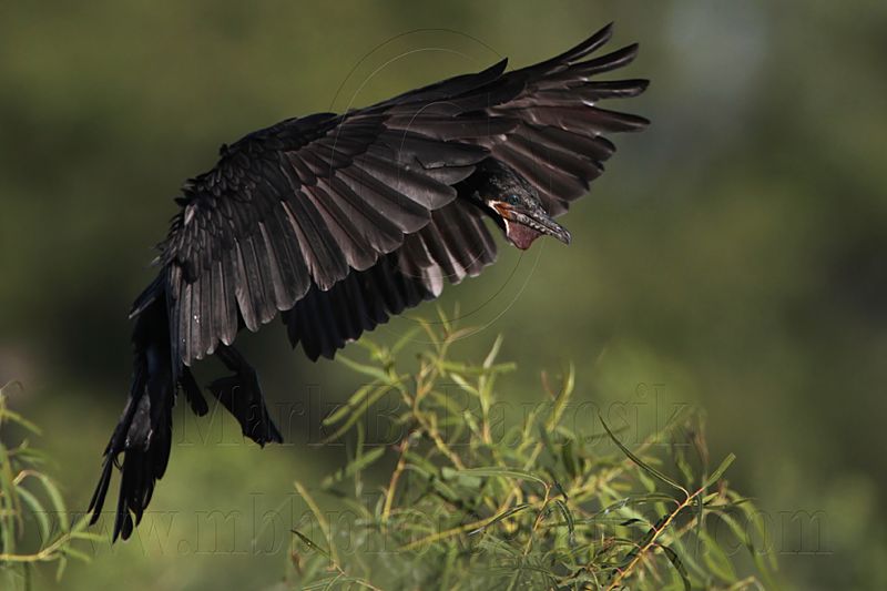 _MG_5526 Neotropic Cormorant.jpg