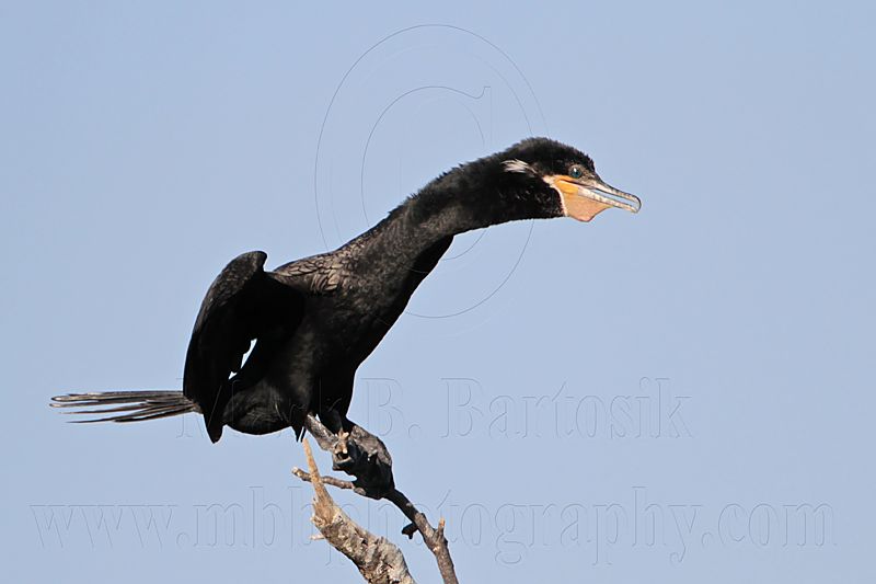 _MG_5725 Neotropic Cormorant.jpg