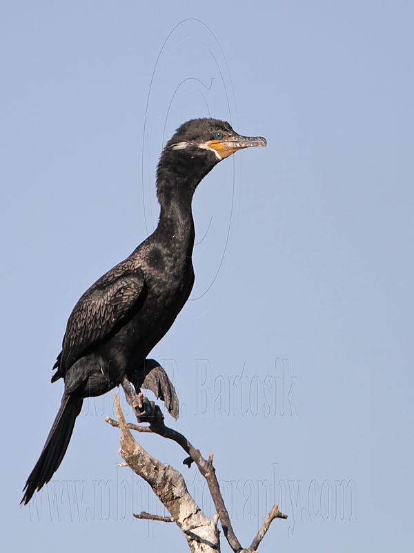 _MG_5747 Neotropic Cormorant.jpg