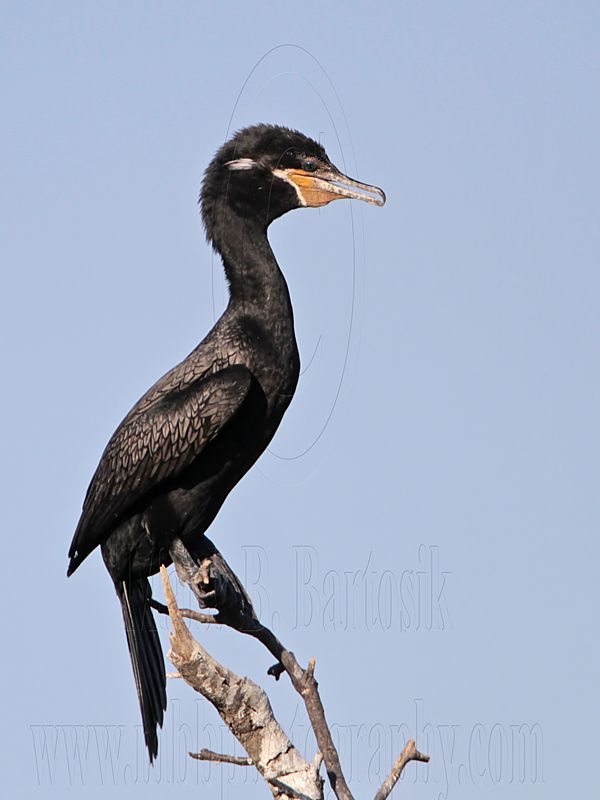 _MG_5750 Neotropic Cormorant.jpg