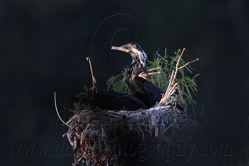 _MG_6871 Neotropic Cormorant.jpg