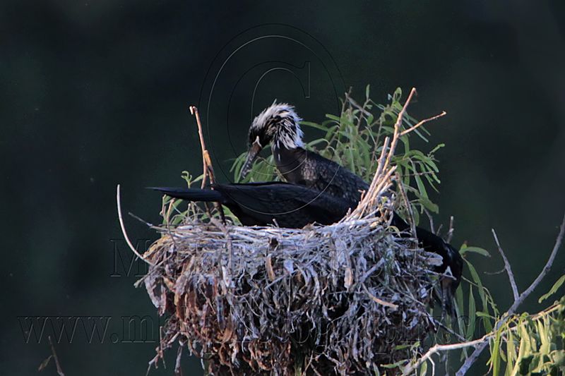 _MG_6904 Neotropic Cormorant.jpg