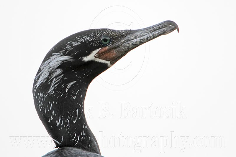 _MG_6578 Neotropic Cormorant.jpg