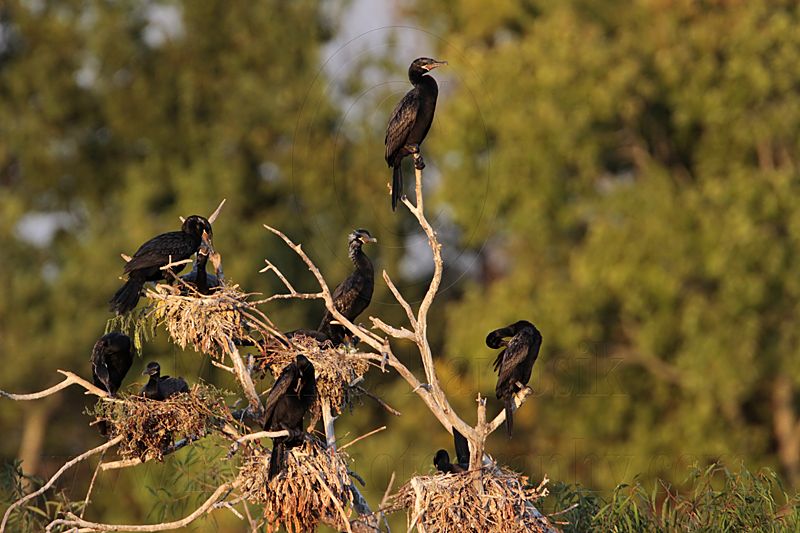 _MG_5937 Neotropic Cormorant.jpg