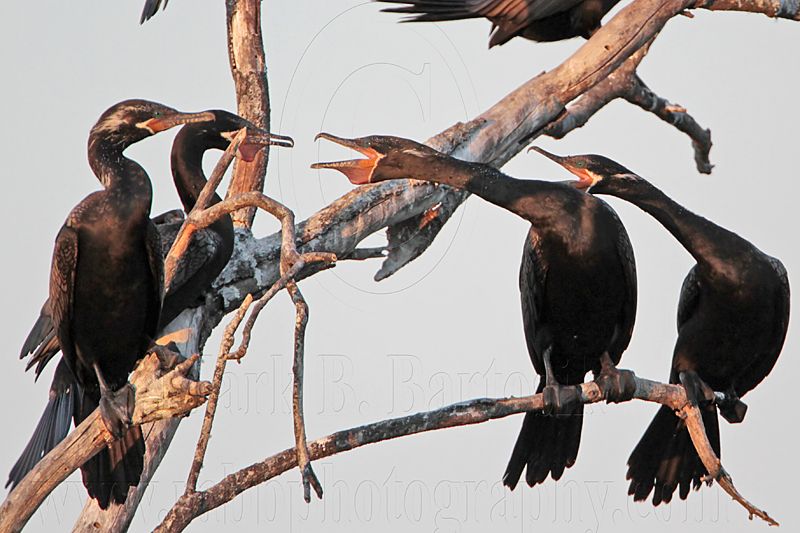 _MG_6104 Neotropic Cormorant.jpg