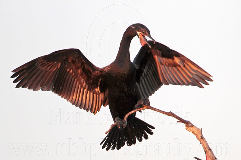 _MG_6189 Neotropic Cormorant.jpg