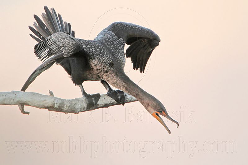 _MG_6400 Double-crested Cormorant.jpg