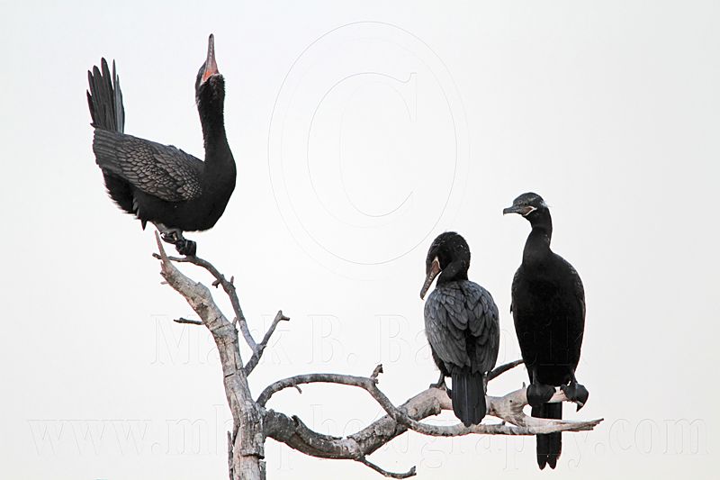 _MG_6434 Neotropic Cormorant.jpg
