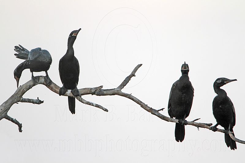 _MG_6456 Neotropic Cormorant.jpg
