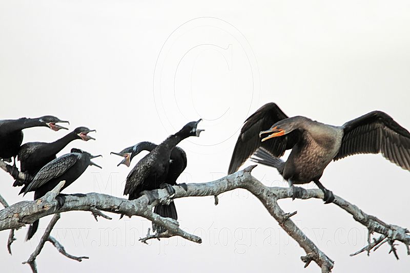_MG_6493 Neotropic & Double-crested Cormorant.jpg