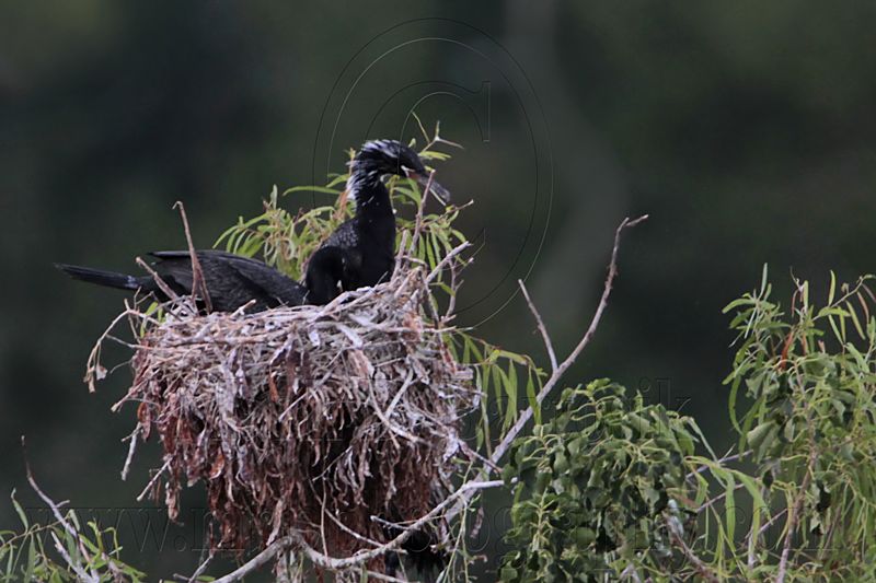 _MG_6554 Neotropic Cormorant.jpg