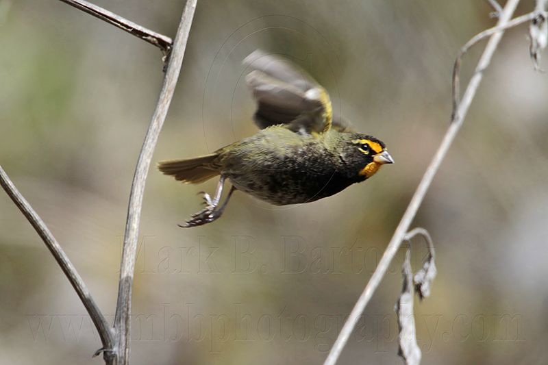 _MG_7586 Yellow-faced Grassquit.jpg