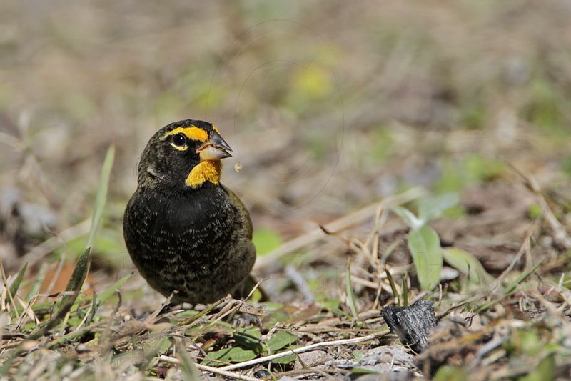 _MG_2310 Yellow-faced Grassquit.jpg