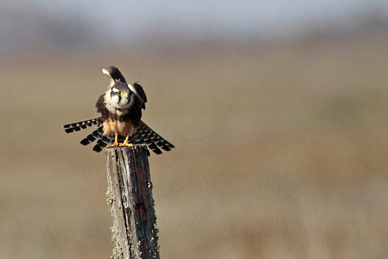 _MG_8109 Aplomado Falcon.jpg
