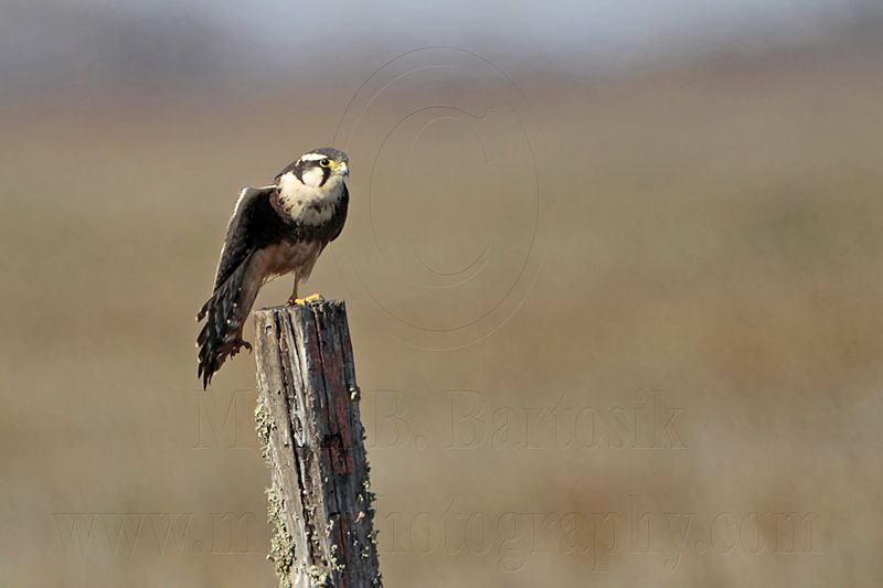 _MG_8150 Aplomado Falcon.jpg