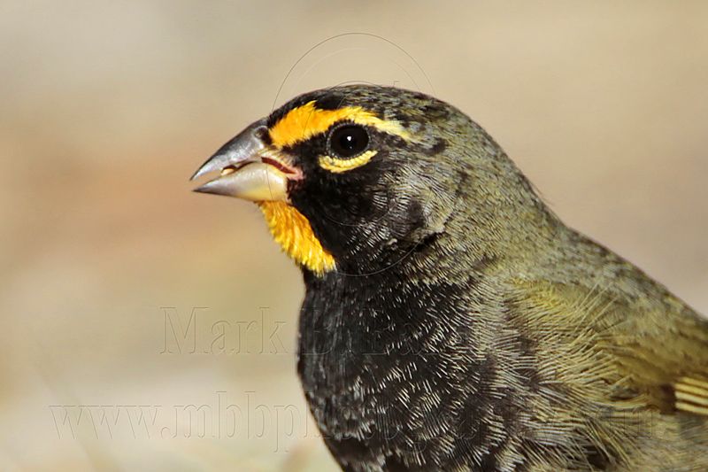 _MG_6336 Yellow-faced Grassquit.jpg