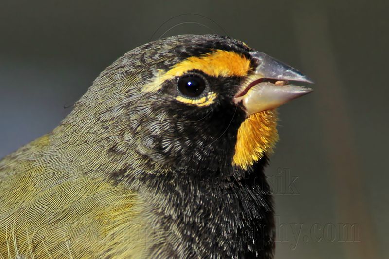 _MG_6653 Yellow-faced Grassquit.jpg