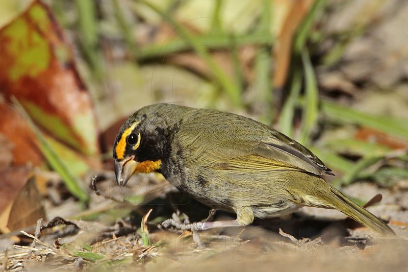 _MG_6915 Yellow-faced Grassquit.jpg