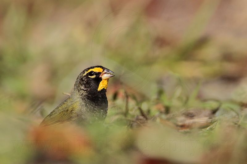 _MG_6989 Yellow-faced Grassquit.jpg