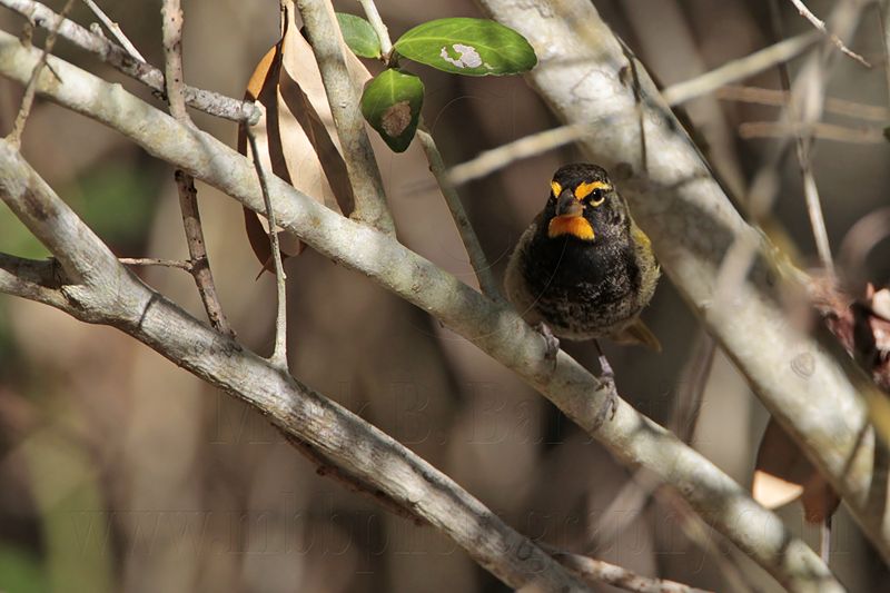 _MG_7070 Yellow-faced Grassquit.jpg