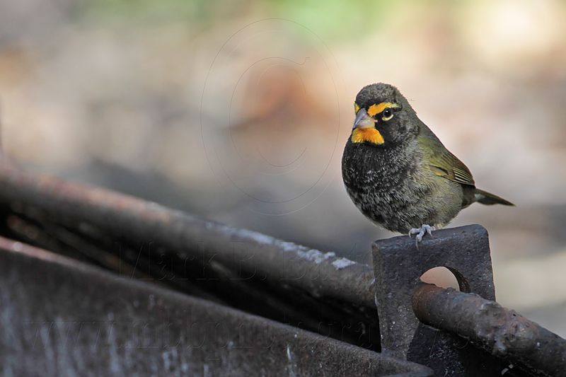 _MG_7111 Yellow-faced Grassquit.jpg