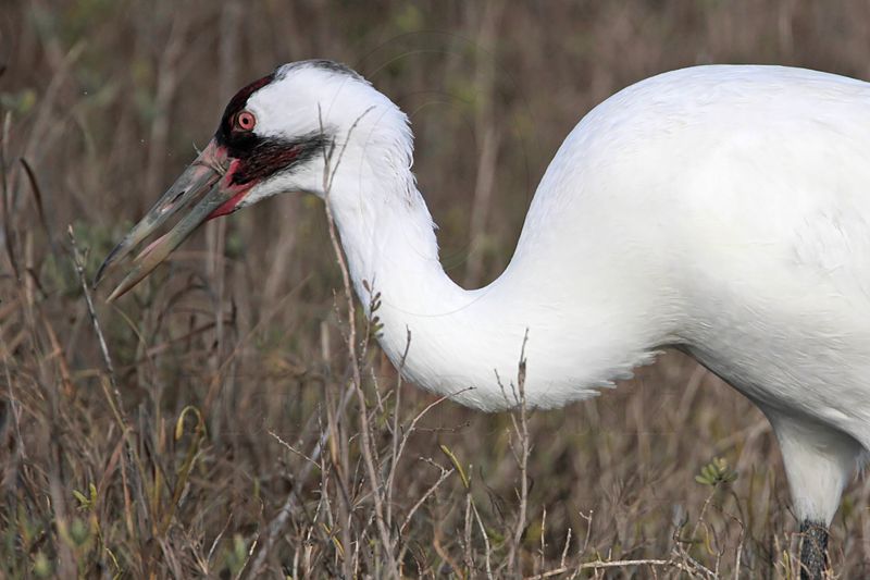 _MG_1082 Whooping Crane - Scarbaby.jpg