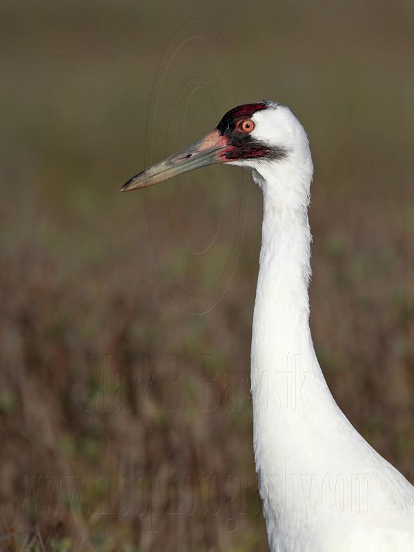_MG_1123 Whooping Crane - Scarbaby.jpg