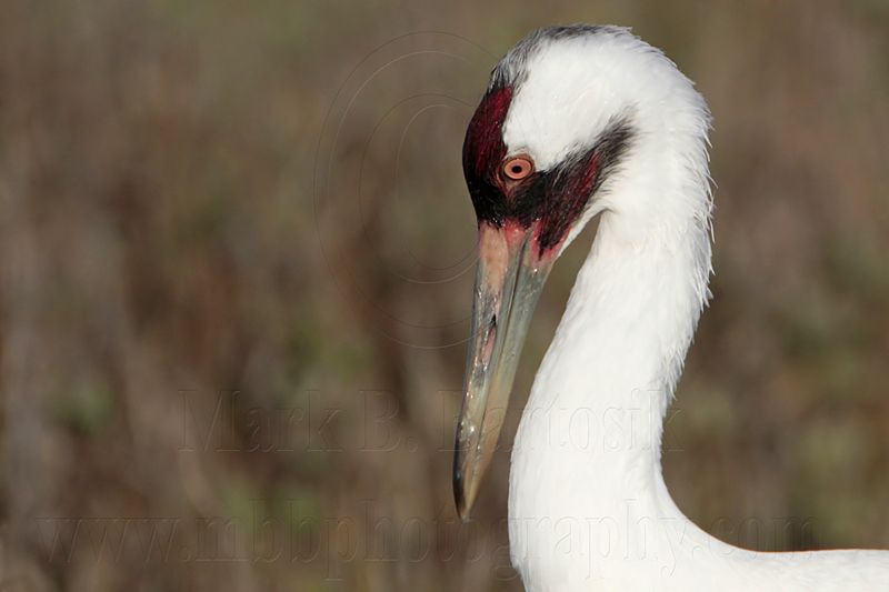 _MG_1154 Whooping Crane - Scarbaby.jpg