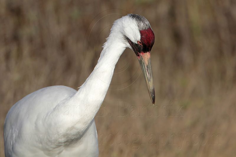 _MG_1181 Whooping Crane - Scarbaby.jpg