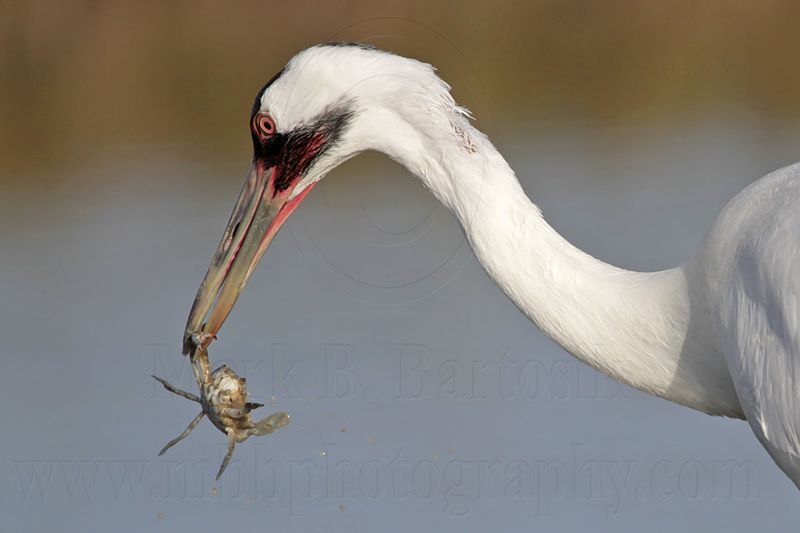 _MG_1334 Whooping Crane - Scarbaby.jpg
