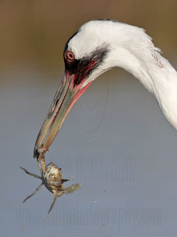 _MG_1334 crop Whooping Crane - Scarbaby.jpg