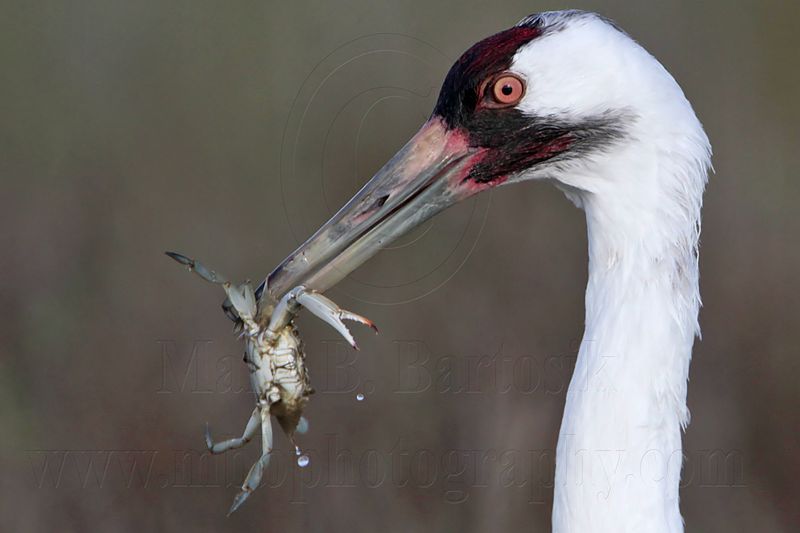 _MG_1502crop Whooping Crane - Scarbaby.jpg