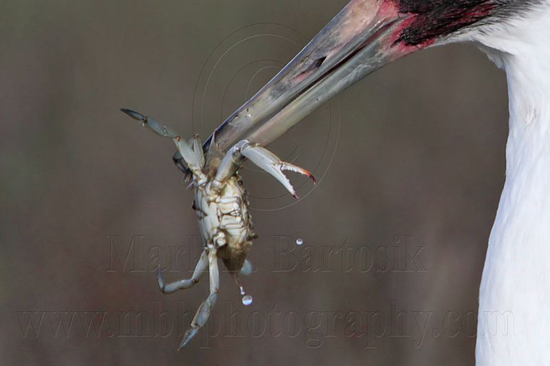 _MG_1502crop2 Whooping Crane - Scarbaby.jpg
