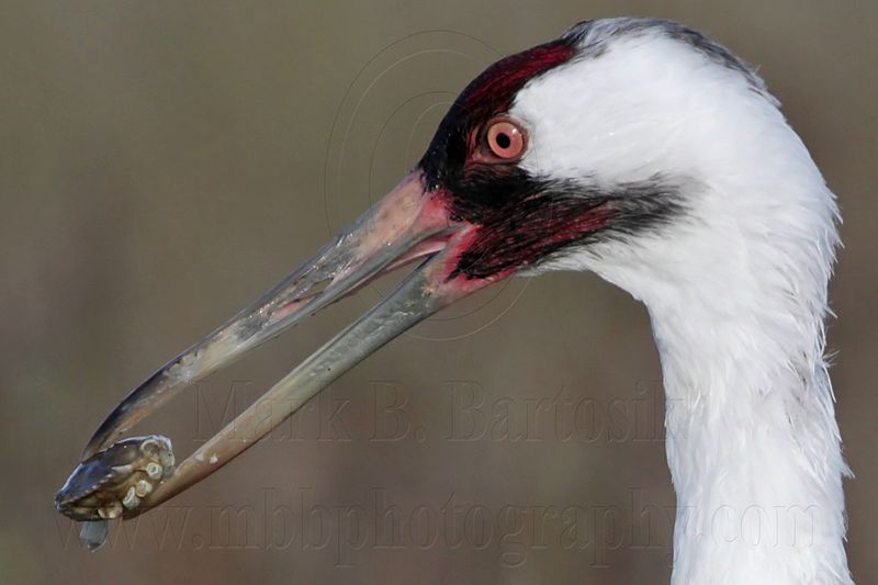 _MG_1602crop Whooping Crane - Scarbaby.jpg
