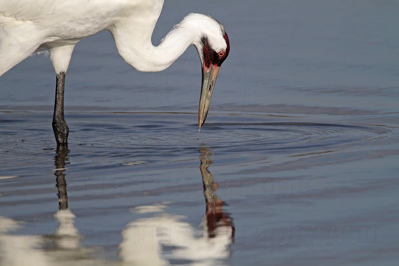 _MG_1809 Whooping Crane - Scarbaby.jpg