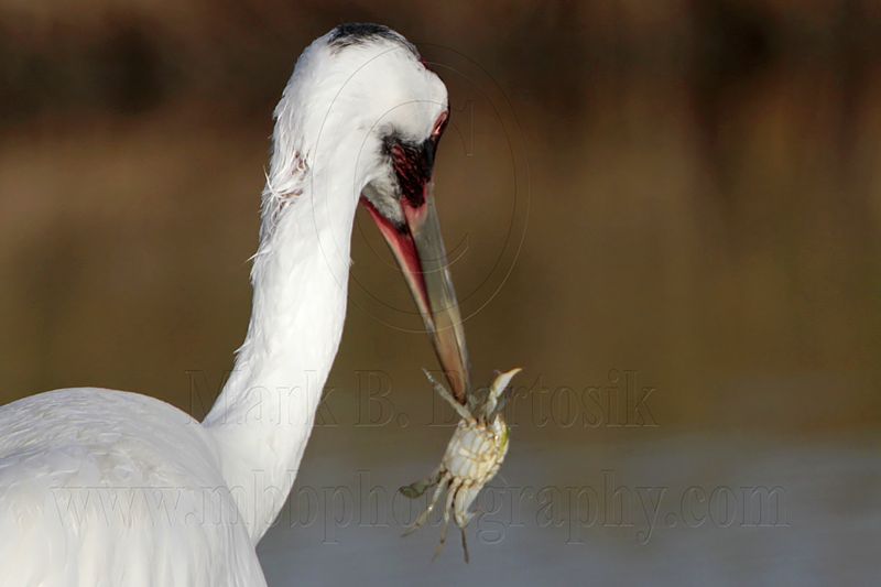 _MG_1873 Whooping Crane - Scarbaby.jpg